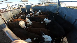 BANDING A LOAD OF CALVES [upl. by Shayna825]