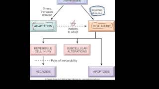 1  Introduction to pathology  etiology pathogenesis morphology terms homeostasis apoptosis [upl. by Chitkara]