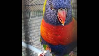 Lorikeet [upl. by Benia]