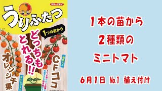 ミニトマト１本の苗から2種類CFココampオレンジ千果 タキイ種苗 さんの うりふたつNo1植え付けベランダでも簡単 家庭菜園 2024年6月1日 [upl. by Waddington]