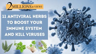 11 Antiviral Herbs To Boost Your Immune System And Fight Viruses❗️ [upl. by Alisun600]