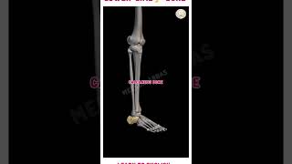 Muscles of the Lower Limb  Anatomy Modellower limb structurelearn to English bonestructure neet [upl. by Bryant408]