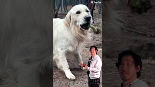 English Cream Golden Retriever Name a Better Breed dogsofyoutube [upl. by Adnil87]