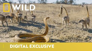 Cobra Vs Meerkat  Wild Africa  National Geographic Wild UK [upl. by Kassandra865]