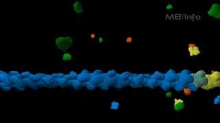 Actin filament assembly [upl. by Anas]