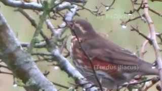 100 REDwings  100 Koperwieken Turdus iliacus [upl. by Drawyeh]