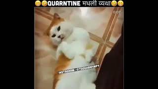 NEW TOOSHARPDUBS comedy video  parody TOOSHARP DUDE  18 MARATHI COMEDY  ANIMAL COMEDY [upl. by Amari185]