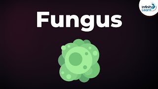 Introduction to Fungus  Microorganisms  Biology  Dont Memorise [upl. by Paige]