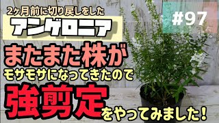 97 2ヶ月前に切り戻しをしたアンゲロニア！再びモサモサになってきたので、今日は強剪定をやってみます！ [upl. by Nudnarb]