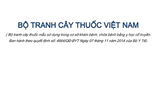 BỘ TRANH CÂY THUỐC VIỆT NAM [upl. by Lyrem]