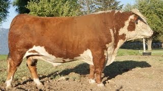 Hereford Bull [upl. by Nitsug]