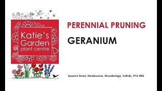 How to look after Geraniums a pruning guide [upl. by Ecinrev264]