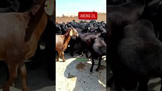 Bu Mega Koyunlarda Ne Böyle 😲 Komik Popo Sırrı Açığa Çıkıyor 🐑🍑 [upl. by Terencio939]