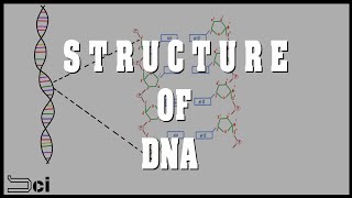 DNA structure explained in தமிழ்  ENGLISH subtitles available [upl. by Elvia]