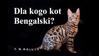 Dla kogo kot BENGALSKI [upl. by Sparky]