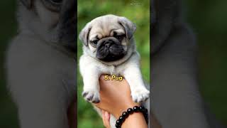 Top 10 most cutest dog in the world 🌎 shorts top10 top10shorts dogs cutedog dogbreeds puppy [upl. by Trudy]