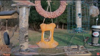 LIVE 111124 4K New England Bird Watching Feeder Cam Cozy Autumn Pumpkin Fall Leaves TV for Cats [upl. by Amla373]