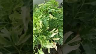 Polyscias fruticosa Snowflake plant use as antiinflammatory antitoxin antibacterial digestive aid [upl. by Oruam]