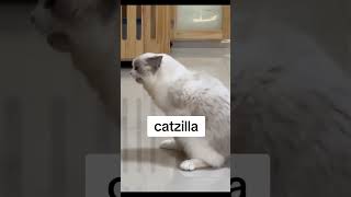 CatZilla [upl. by Atniuqal]