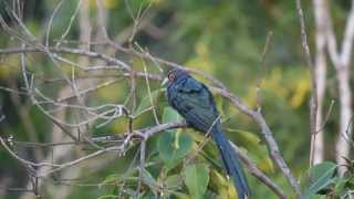 Chestnutbellied malkoha Phaenicophaeus sumatranus [upl. by Asiaj397]