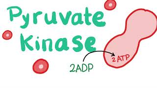 Pyruvate Kinase  The Beloved Enzyme of the Red Blood Cell RBC [upl. by Artemisia]