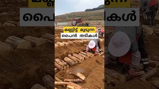 മണ്ണിട്ട് മൂടുന്ന തടി കഷണങ്ങൾ poria cocos farm Malayalam shorts [upl. by Llevert346]