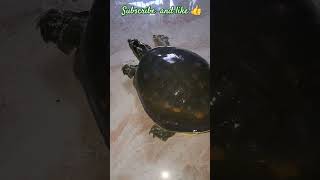 🐸🐸🦐short shortsvideo shortsviral comedy funny shortsfeeds shortstrending [upl. by Sigismundo]