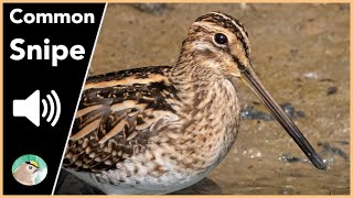 Common Snipe  Sounds [upl. by Dilisio193]