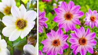 How to Plant Bishop Dahlias Summer Garden Guide [upl. by Marin]