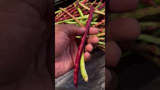 When to pick purple hull peas  gardening [upl. by Hepza]