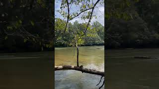 Chattahoochee River Hiking 🥾Trails Island Ford georgia hiking trails chattahoocheeriver [upl. by Shaff]