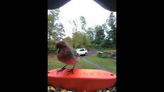 3 House Finches 1 Downy Woodpecker Bird Buddy [upl. by Doowyah]