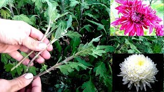 How to grow chrysanthemums from cutting  easy way 100 root [upl. by Artek]