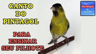 CANTO DO PINTAGOL PARA ENSINAR SEU FILHOTE [upl. by Sirac]