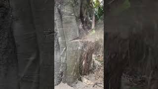 Stihl 500i chainsaw vs large beech tree [upl. by Warren934]