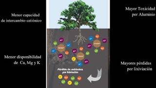 La acidificación de los suelos [upl. by Nisbet]