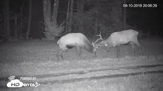 2019  Benezette PA Elk Cam Bull Fight [upl. by Hpotsirhc320]