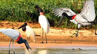 Jabiru Stork The Majestic Wings of Elegance [upl. by Doraj]