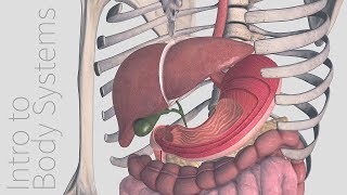 Introduction to the Digestive System  Animated Tutorial  Complete Anatomy [upl. by Kidd]