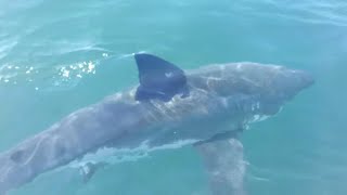 15 Foot Great White Shark Consumes Diver as Family Watches  Therese Cartwright [upl. by Mello]