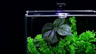 Aquatop Venti Desktop Aquarium Kits 1 2 amp 5 Gallon  Perfect for Shrimp Snails and Small Fish [upl. by Crooks]