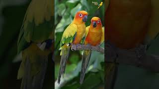 Sun Conure Facts Your Ultimate Guide to These Colorful Parrots 🌞🦜 [upl. by Terzas]