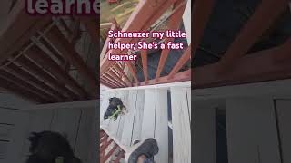 Schnauzer loves to help schnauzermini shortsfeed viralshortvideo ilovemyschnauzer [upl. by Ecineg]