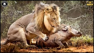 Epic Battle Lion Hunts Warthog  The God Cant Help Warthog Escape  Animals Fight [upl. by Malan]