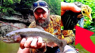 Baby Turkey Saved Trout Fishing Clear Fork Of The Guyandotte River [upl. by Warila597]