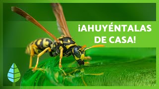 Cómo AHUYENTAR a las AVISPAS 💨🐝  5 Remedios Naturales para Ahuyentar Avispas ✅ [upl. by Aikrahs]