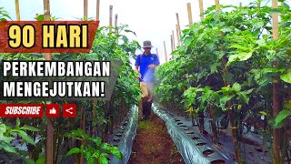 90 Hari Tanam Cabe  Hasil Mengejutkan [upl. by Schaper]