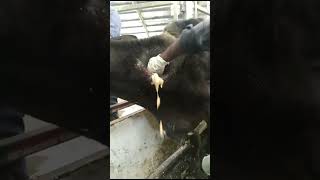 Removing pus from large abscesses Treatment for wounded cows [upl. by Eilra]