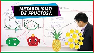 Metabolismo de la fructosa  Fructólisis [upl. by Huntingdon354]