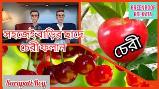 HOW TO CARE FOR CHERRY PLANT চেরী গাছের যত্ন কিভাবে করবেন। [upl. by Fanya]